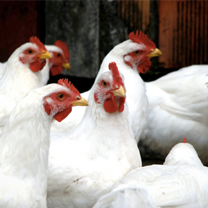 Poulet de Chair – Bien Nourri